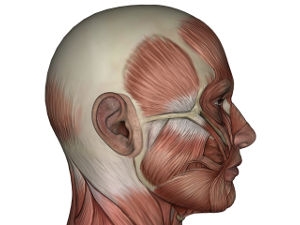 Der kleine Anatomie-Test