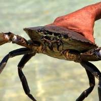 "Mud Crabs" gelten in Australien als Delikatesse. Wie schwer kann ein ausgewachsenes Exemplar h&ouml;chstens werden?