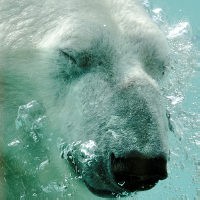 Eisbären sind die größten Landraubtiere. Welches Gewicht bringt ein ausgewachsener Eisbär auf die Waage?